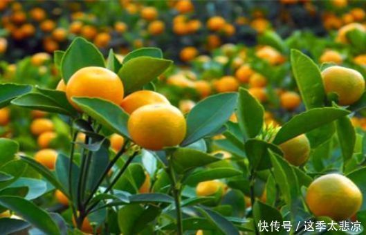 健康长寿|想长寿全靠吃,3种食物不能少,补充营养,提高免疫力