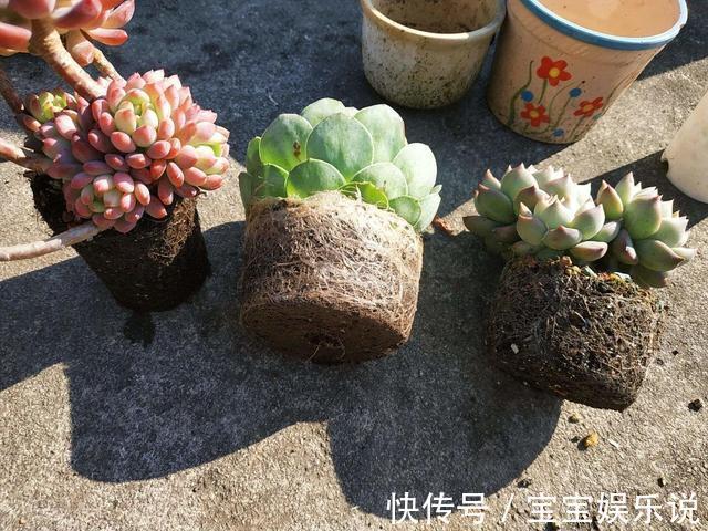 多肉养了一年不见长,来次狠心手术,立马就变样