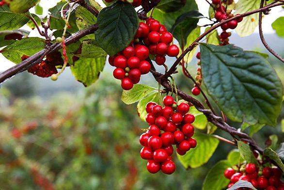 肝病|黄豆是肝病的发物，医生提醒，想要肝脏好，3种食物劝你少吃