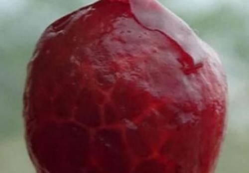 认不出|我赌一箱辣条,这5种脱了皮的水果,没吃过的话,第一眼都认不出