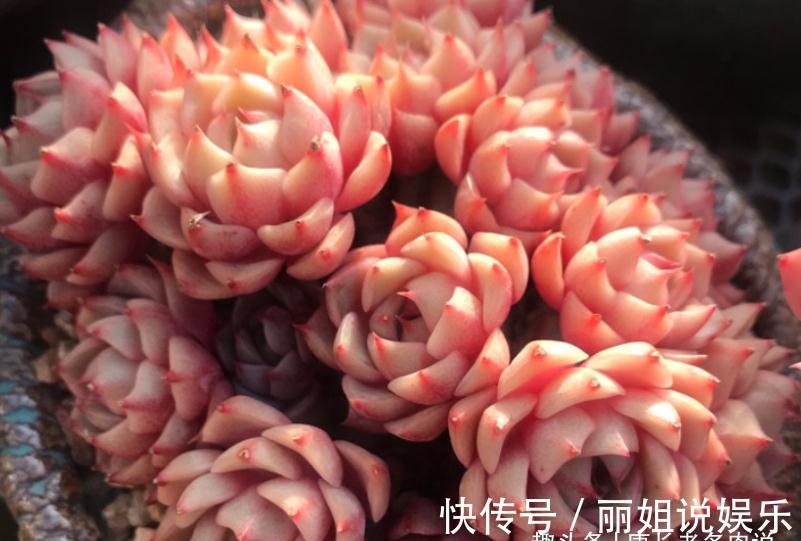 优点|多肉苯巴和蒂比都不易上色,但换盆的时候我决定淘汰蒂比而留苯巴