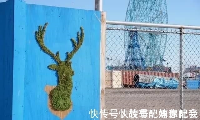 啤酒!他用酸奶、啤酒、苔藓把动物养在墙上,14天后的画面让人惊讶