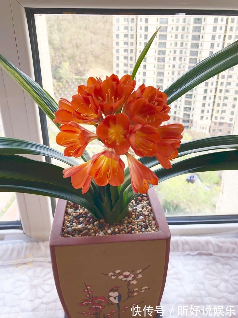 担心 君子兰 今年不开花2种肥料 换着用 入冬开花不用愁 粉紫色 担心 君子兰 今年不开花2种肥料 换着用 入冬开花不用愁 粉紫色