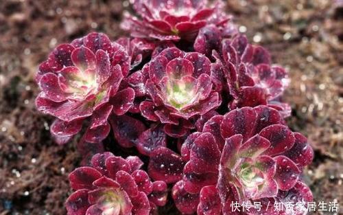 3种多肉,遇水易疯长,个头比脸大,盆都装不下!