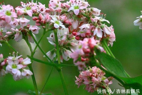 建议中老年,若不缺钱多吃这2物,稳血脂通血管,还不贵