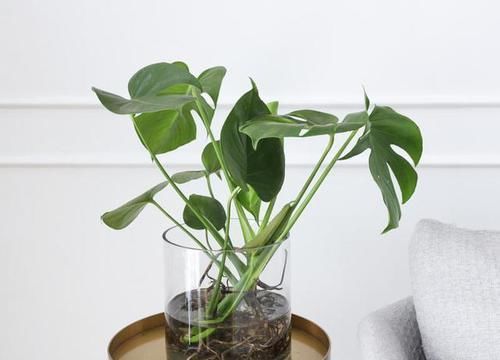  福增寿|叶子形状奇特如龟背，添福增寿意绵长，龟背竹养护跟着专家这样