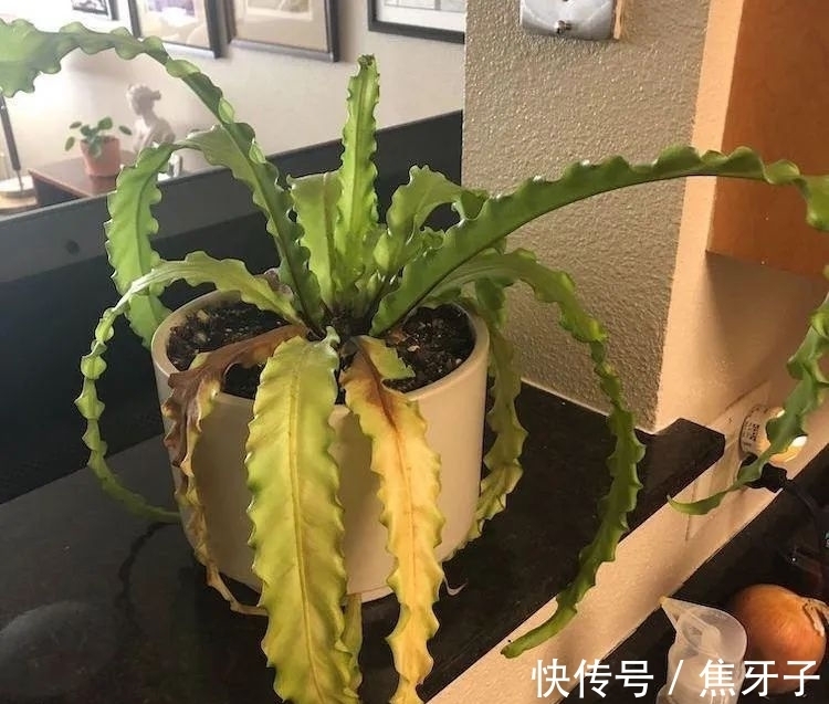 观赏蕨类植物叶子发黄的6大原因，黄叶的症状和解决方法
