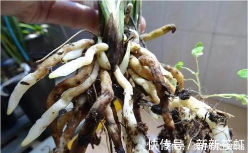 拼盘|7种花，再心动也别买，带回家养不活，新手选择要慎重！