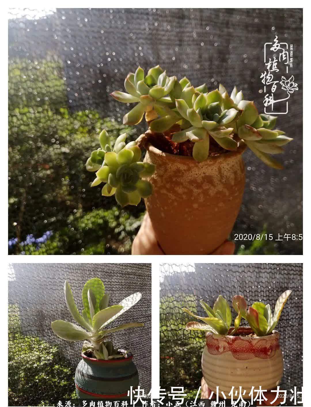 懵懵懂懂入肉坑，跌跌撞撞养多肉