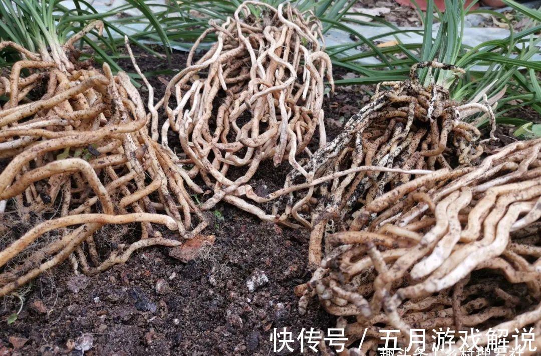 种植兰花,如果花盆中出现这两种现象,兰根茁壮兰苗旺盛就不难