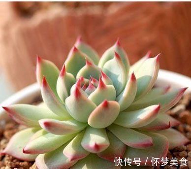 这种多肉超耐旱，一个月不浇水，反而胖成肉墩子