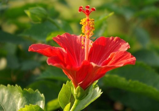 超适合养的几朵花，开花多易爆盆，花开美艳，养殖简单不用管