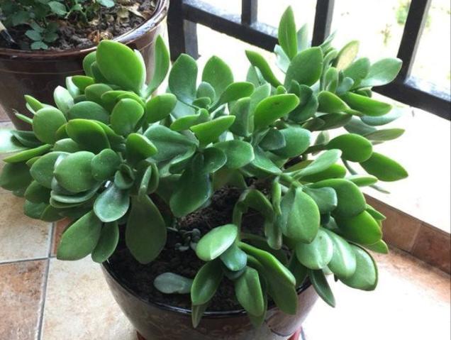 养玉树，就按此“步骤”，枝干粗，叶片肥，一年小苗变“大树”