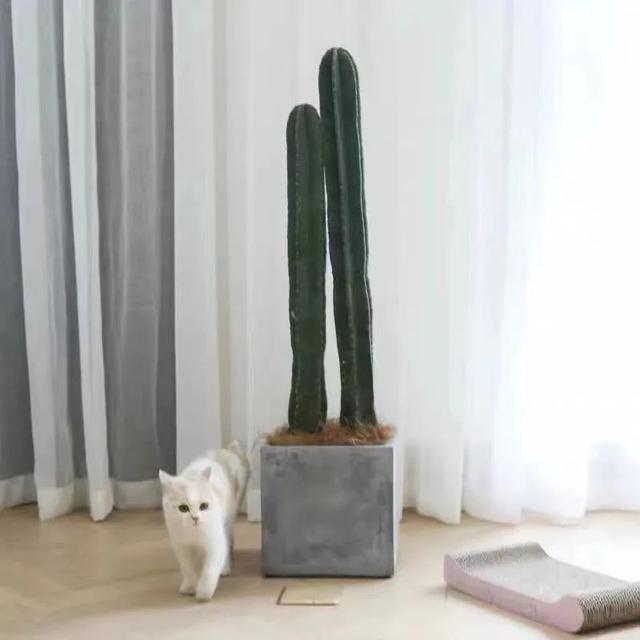 吉祥|8种“丑花”,个个都有好兆头,家里养几盆,镇宅吉祥,越养越爱