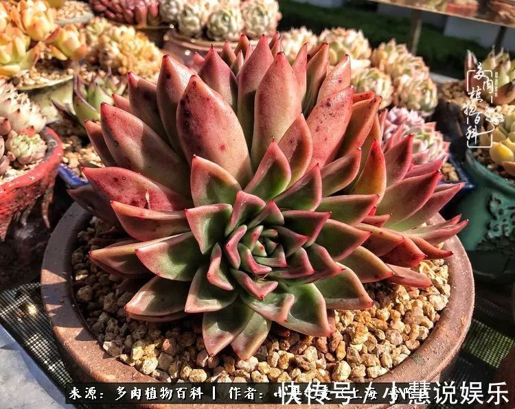 肉如人生，遇见多肉，遇见美！附个人多肉养护经验！