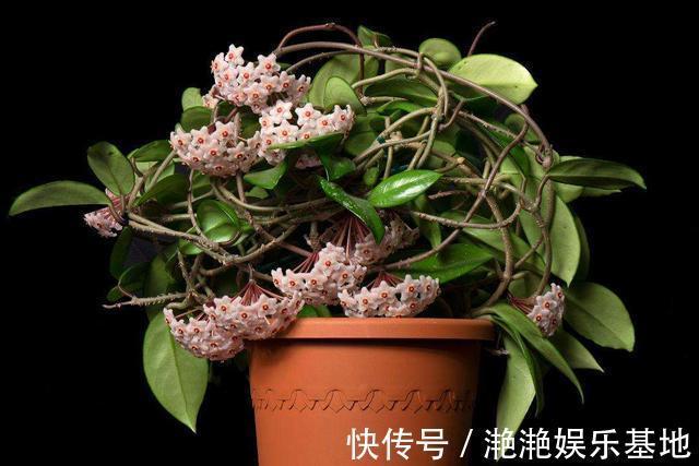 金边吊兰|11种“吉祥花”,“穷养”才养得好,用小盆少浇水,反而旺得很