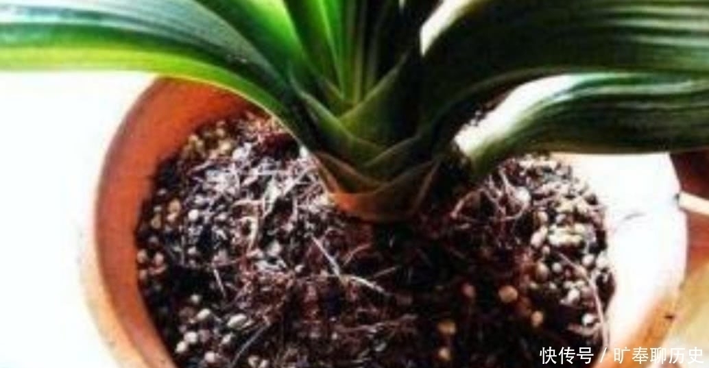 茶叶水残渣,直接倒进花盆里,对花卉有利还是有害