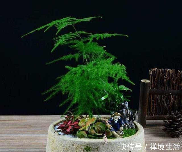 文竹长太高怎么办教你养出矮、壮、密的株型,放在书桌萌萌哒!