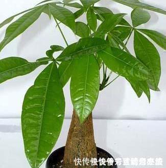 这三种绿植最适合忙人养,扔家里不用管,自己就能蹭蹭长不停