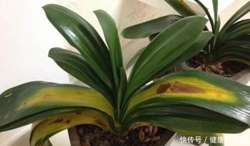 夏天养君子兰,记住“两不能”,养成好状态,入秋就开花!