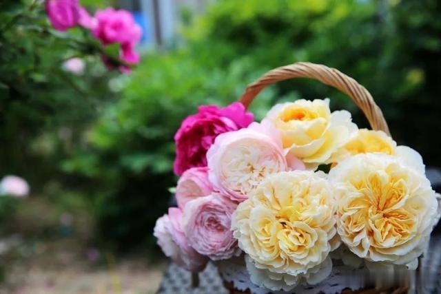 圆滚滚的绣球,瀑布般的花墙,这届花友也太会种花了吧