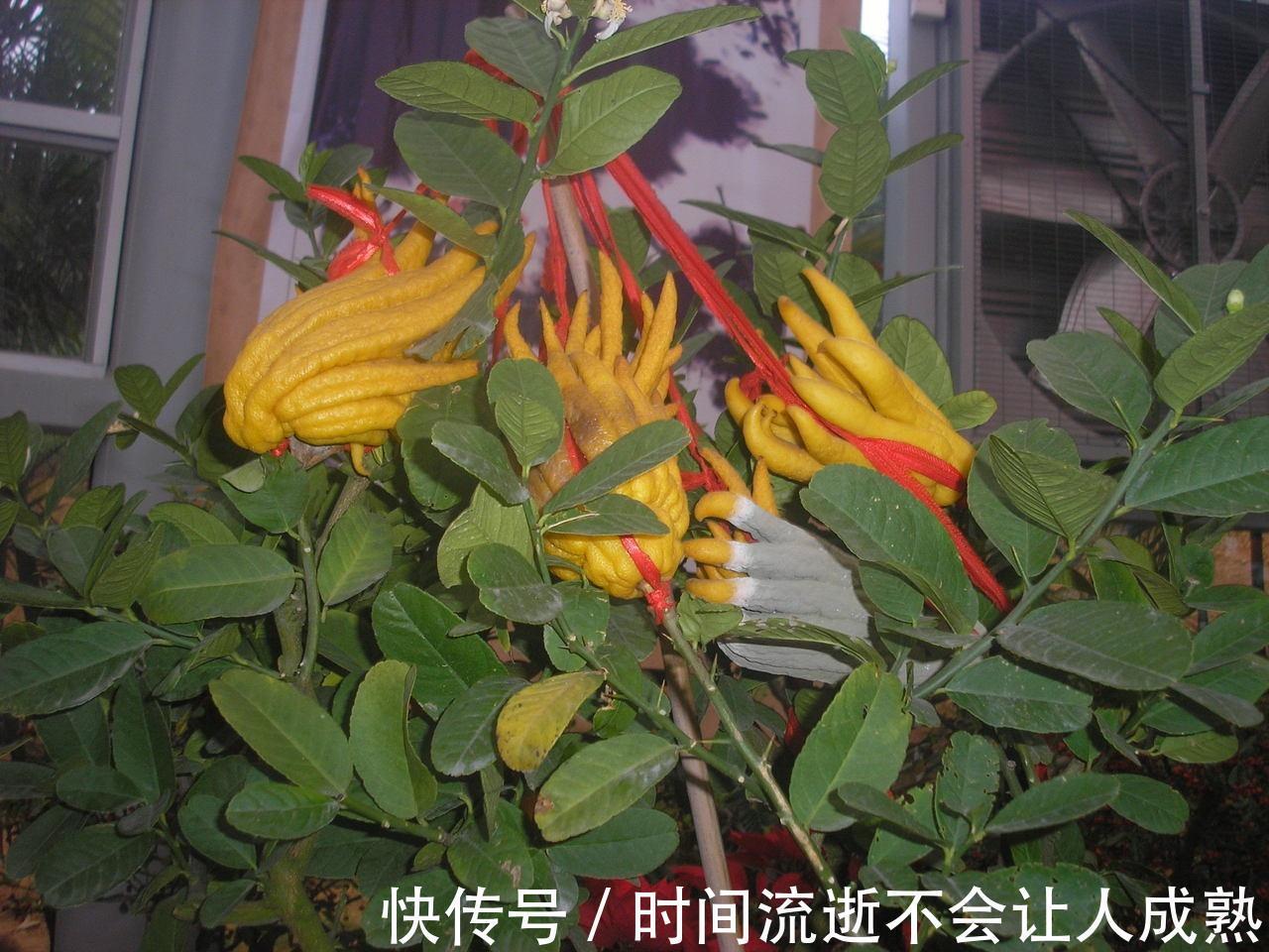 浓郁|此花香气浓郁，千姿百态，被称为果中之仙品，代表着吉祥和幸运