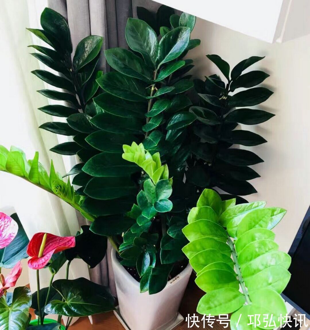 金钱树怎么浇水按照3种方式浇水，金钱树长势旺不黄叶掉叶