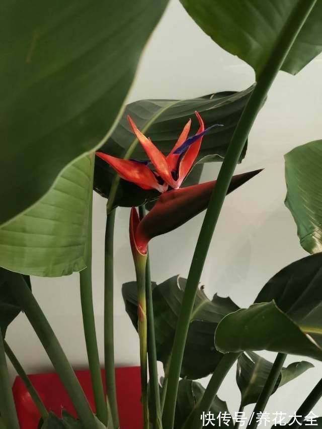 大叶子花|5种大叶子花千万别错过,气质十足有格调,放在家里很吉祥