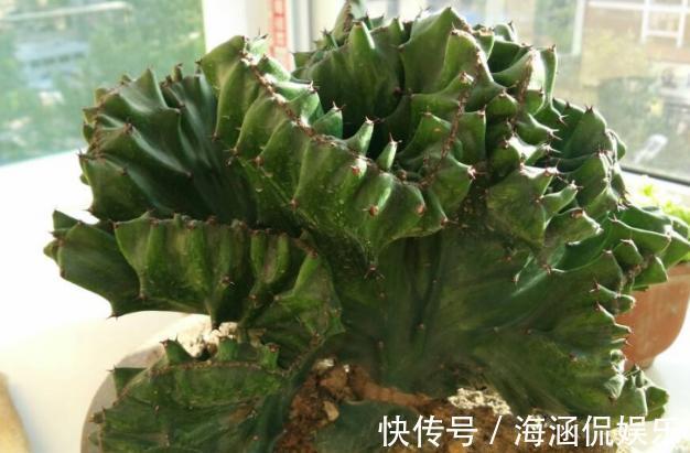 观叶型|这3款植物虽其貌不扬,室内盆栽,却能让家里变成“天然氧吧”