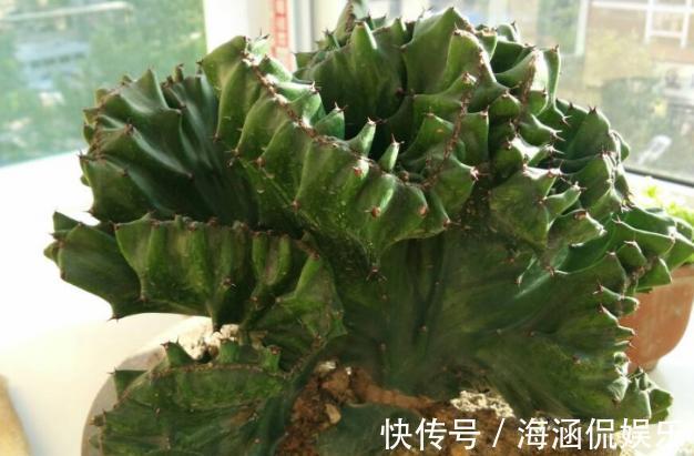 观叶型|这3款植物虽其貌不扬，室内盆栽，却能让家里变成“天然氧吧”