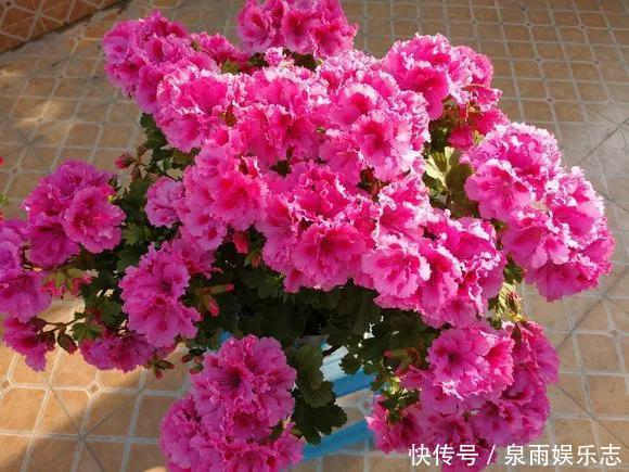 天竺葵|5种花不用管,盆栽地栽都好养,自己就能长成大花球,花开还惊艳