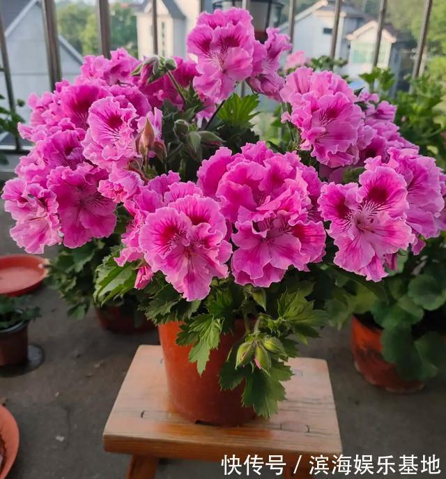 养花|7种“垃圾”不是废物,泡一下水,肥的流油,养花一级棒