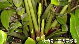 生长期|养金钱树、虎皮兰“抓重点”,每月喂点“出芽肥”,1次冒出5个芽