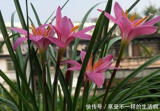 春雨贵如油,这6种花,越淋雨长得越旺盛!春雨贵如油,这6种花,越淋雨长得越旺盛!