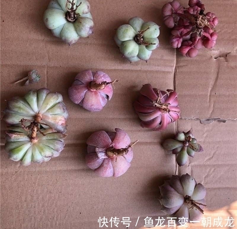 多肉植物|多肉就是要“懒养”,记住8个字,长成大胖子,又肥又美