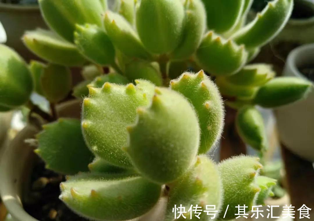 萌宠的熊童子冬天养护这些一定要注意,否则掉叶枯黄没商量