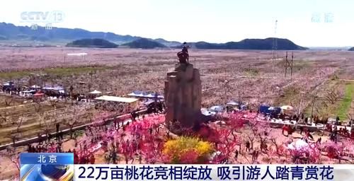 北京平谷区22万亩桃花进入盛花期 吸引游人踏青赏花