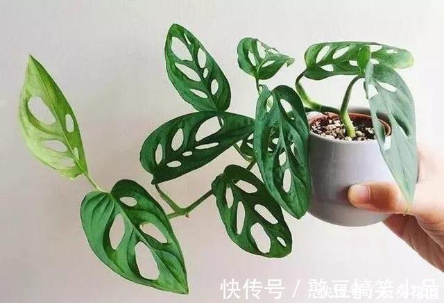 此5种植物，叶子“奇特”又漂亮，养在家里大气、又好看