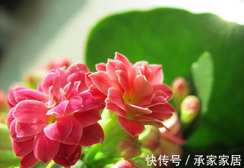 长寿花为什么不开花，原因有2点，做好一光一肥花苞噗噗长