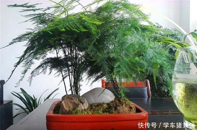 在北方,1盆文竹养8年“不修剪”是什么体验直接绕成“盘丝洞”!