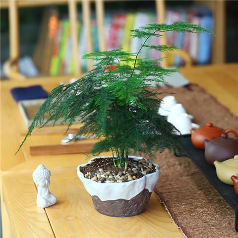 就5种花,不能晒太阳,一不小心就晒死,不妨你就试一试