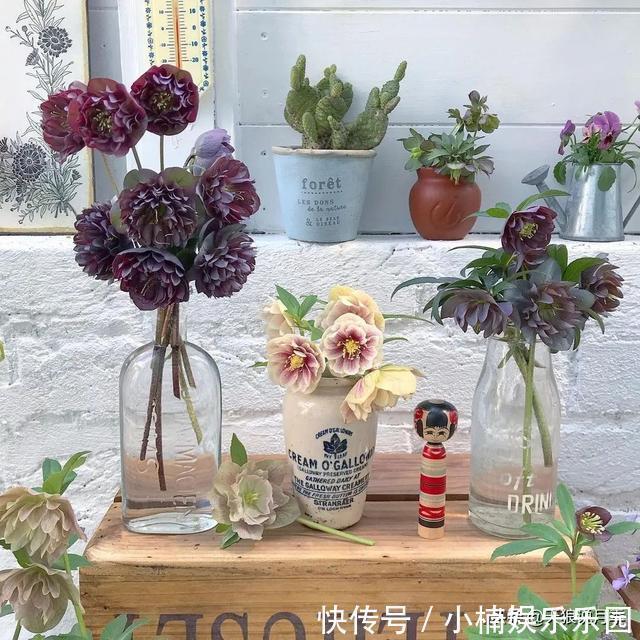 毛地黄|小空间花园打造指南丨四季开花不断，她是怎么做到的？