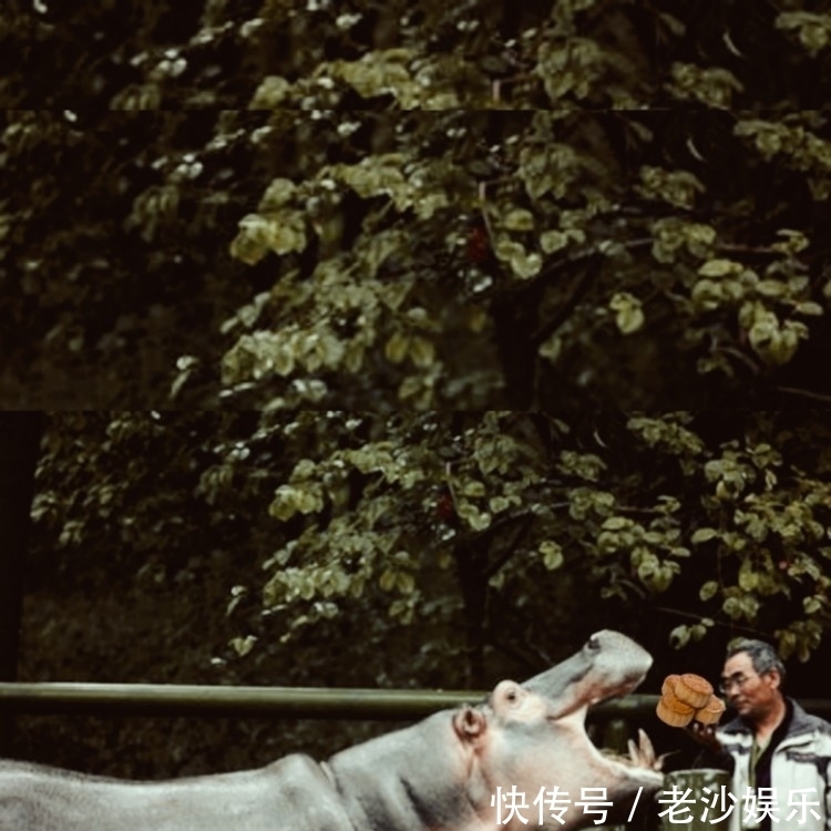  月饼|你见过动物“过中秋吃月饼”吗？疯狂动物城之动物也疯狂