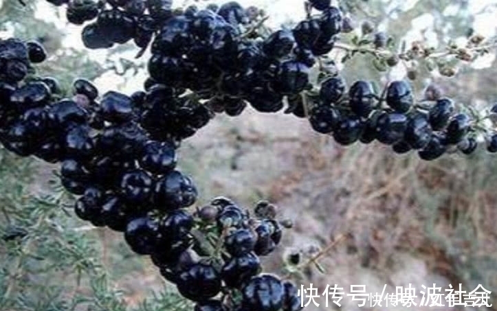 野果|农村罕见的野果,滋补肾脏不是一般的好,村民:不吃太亏了