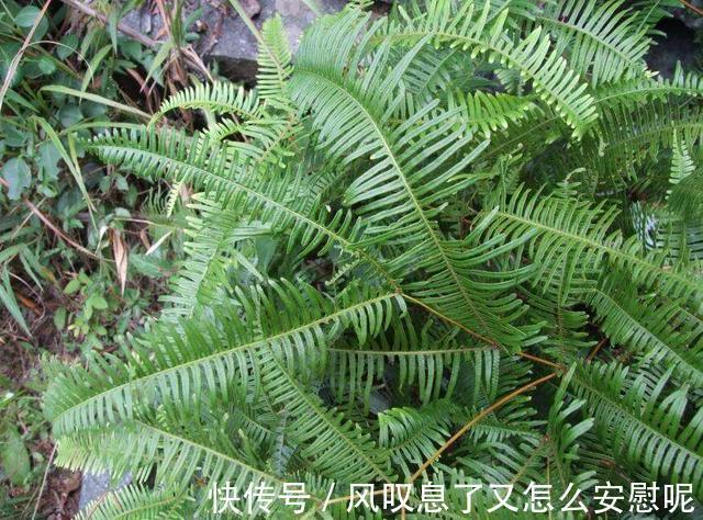 野草|农村野草背上长着“金珠”,蒜农喜欢!用处很多,你瞅过吗