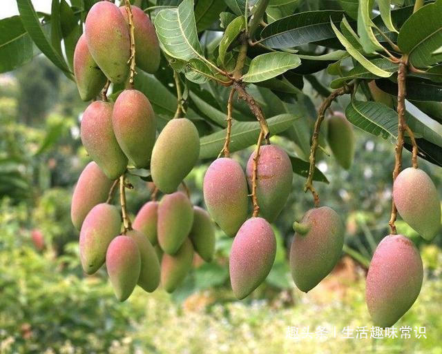 8种水果盆栽比花都美,果实多好打理,够一家人吃一年了!