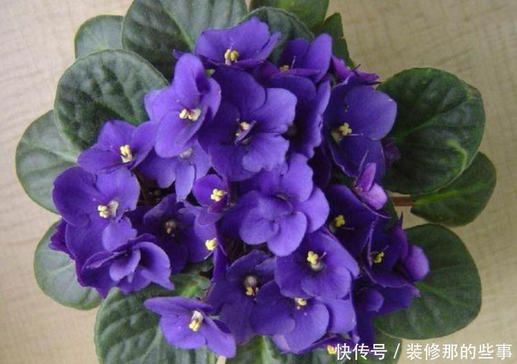 适合养在阳台的花卉,阳台轻松开出花海,妖艳妖娆,花朵姿态万千