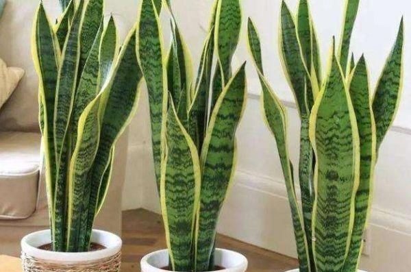 吸臭强性强的4种花,摆在卫生间里,杀菌驱虫,比清新剂还好用