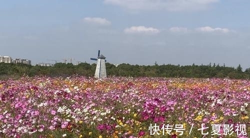 波斯菊|国庆不想人挤人？上海4万平方米的粉色花海绽放，地铁5号线直达