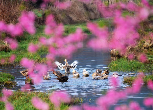 湖南，花事繁华